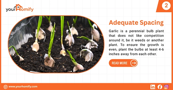 Spacing of garlic cloves