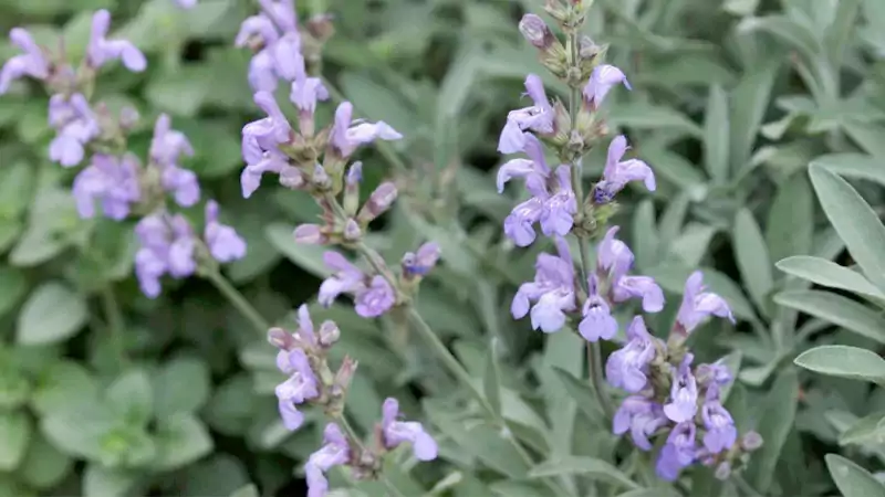 Spanish Sage1