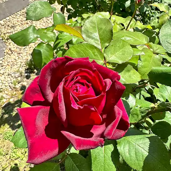 State Rose