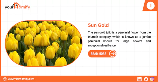 Sun gold tulip