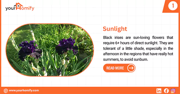 Sunlight for black iris