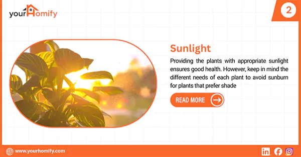 Sunlight for plants
