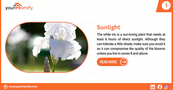 Sunlight for white iris