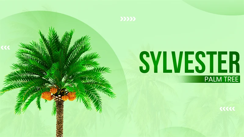 Sylvester Palm Tree An Ornamental Evergreen Tree