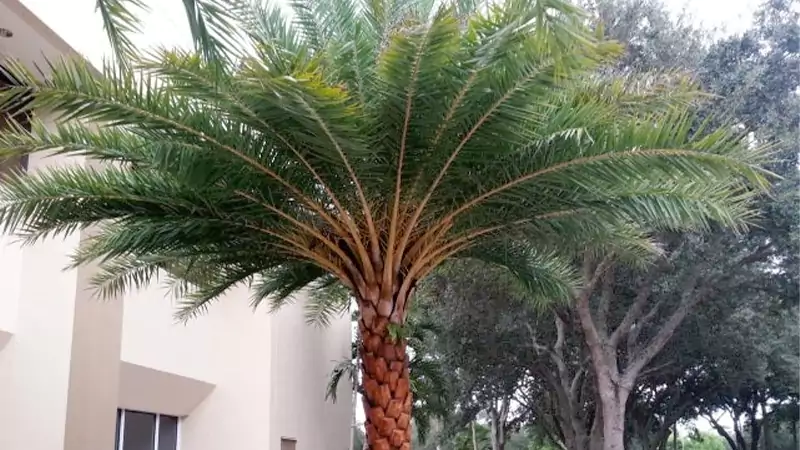 SylvesterPalm 1
