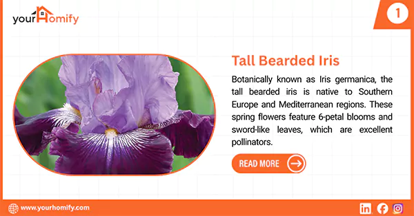 Tall bearded Iris