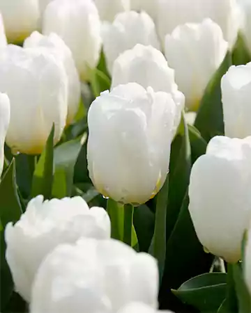 Tulip Calgary