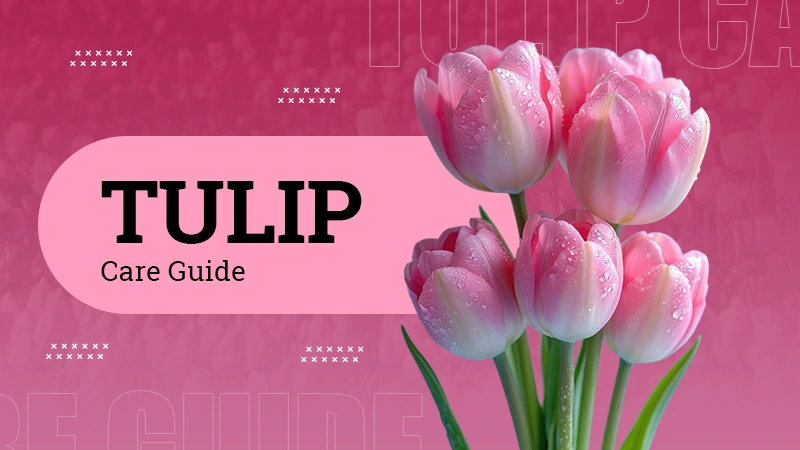 Tulip-Care-Guide