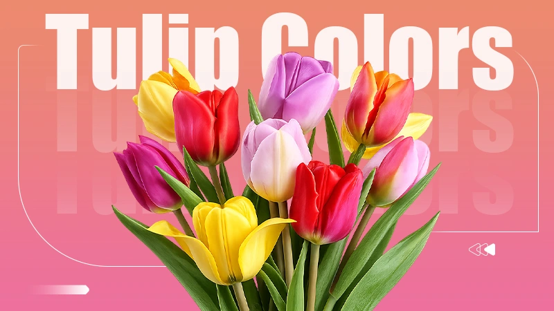 Tulip-Colors (2)
