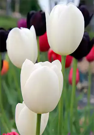 Tulip Maureen
