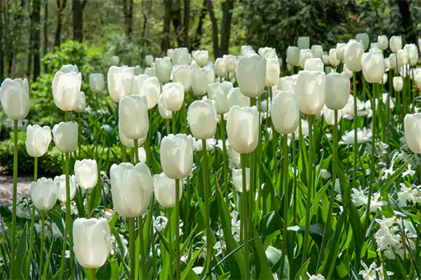 Tulip Maureen