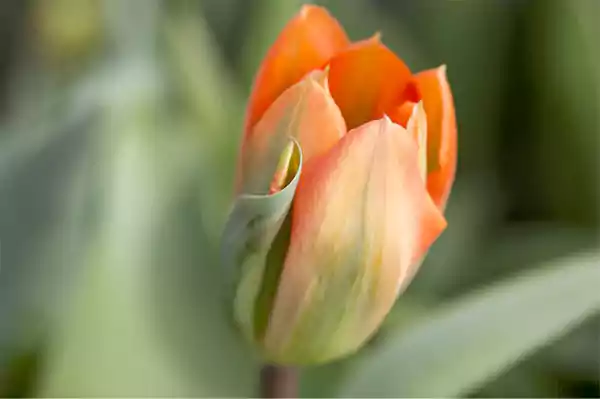 Tulip Orange Emperor