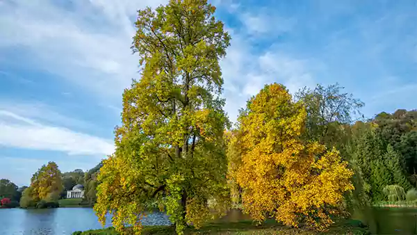 Tulip poplar tree