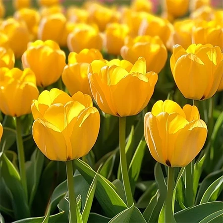 Tulip