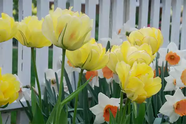 Tulipa Akebono