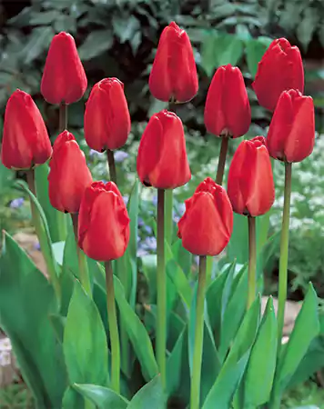 Tulipa Apeldoorn