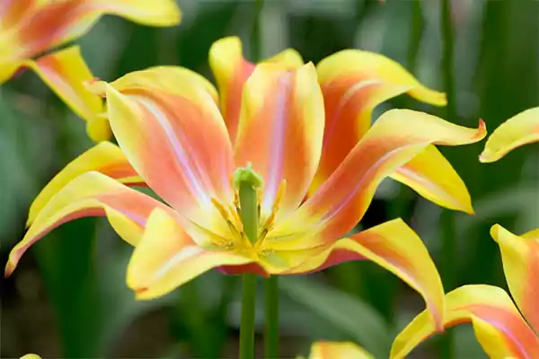 Tulipa Ballade Dream