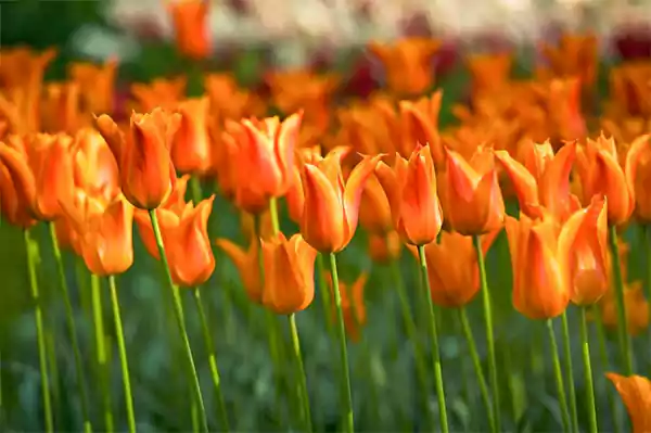 Tulipa Ballerina