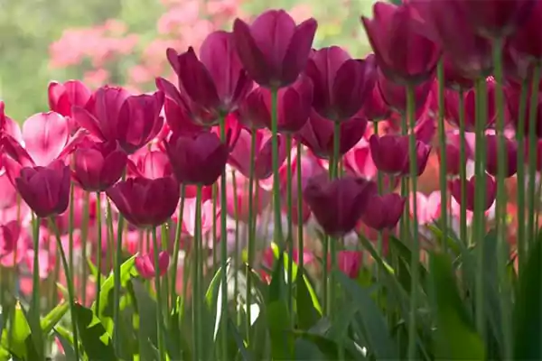 Tulipa Barcelona