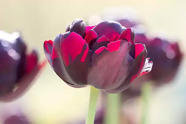 Tulipa Black Hero