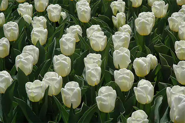 Tulipa Calgary