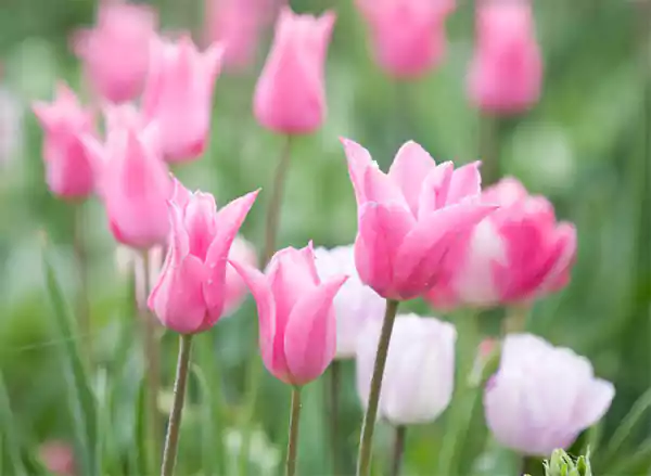 Tulipa China Pink