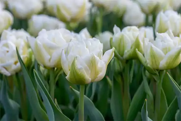 Tulipa Mondial