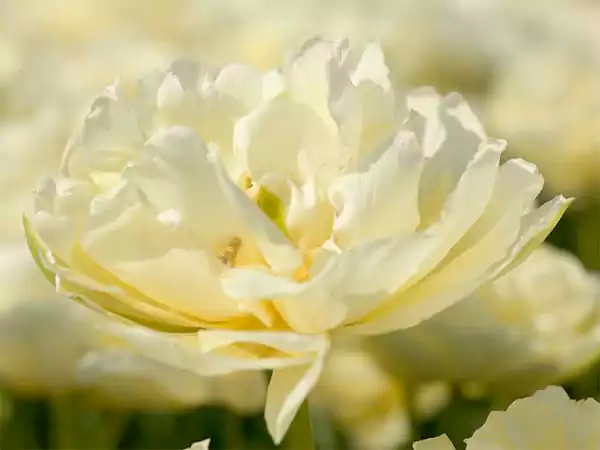 Tulipa Mount Tacoma
