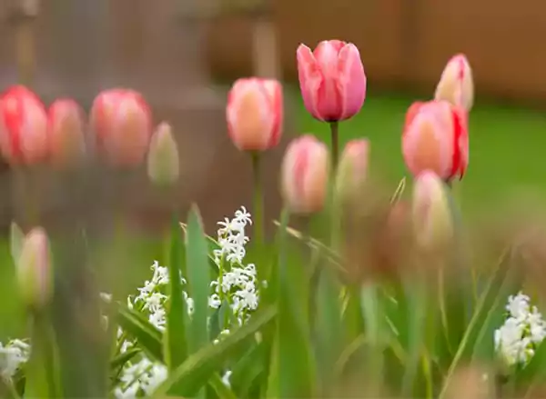 Tulipa Pink Impression
