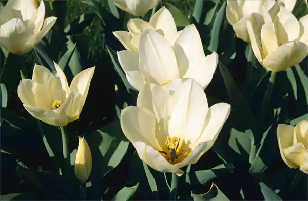 Tulipa Purrissima