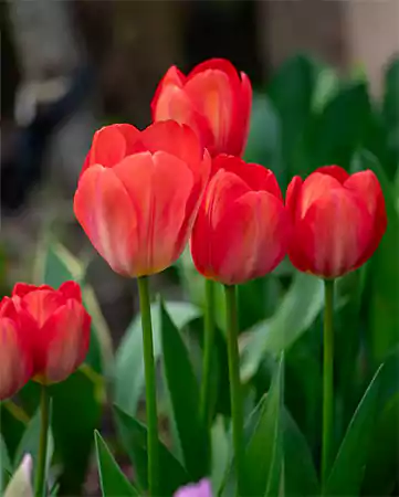 Tulipa Red Impression