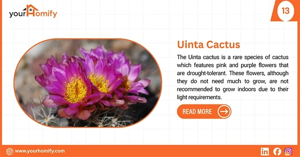 Uinta cactus