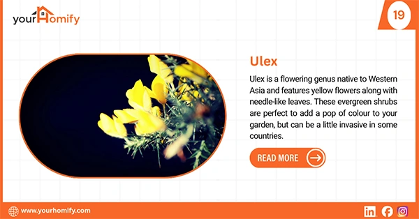 Ulex