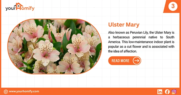 Ulster Mary flower