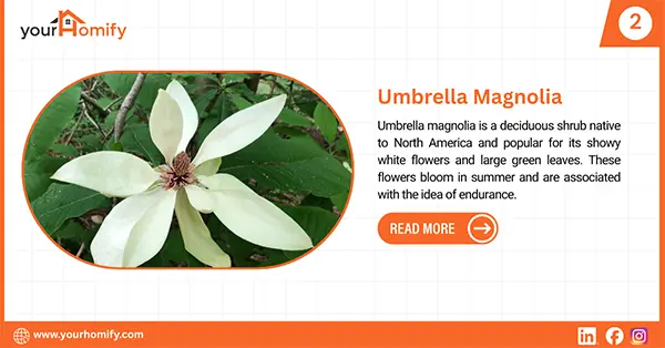 Umbrella Magnolia