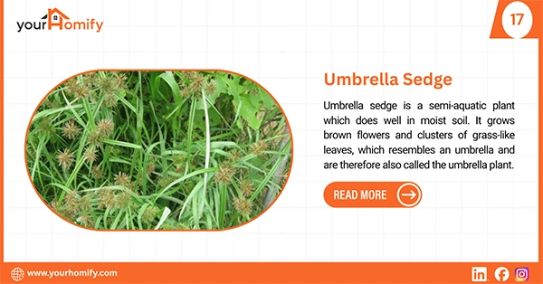 Umbrella sedge
