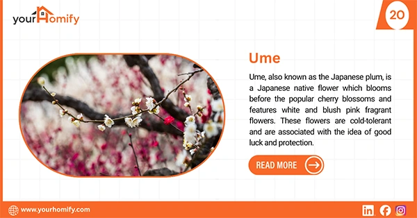 Ume flower