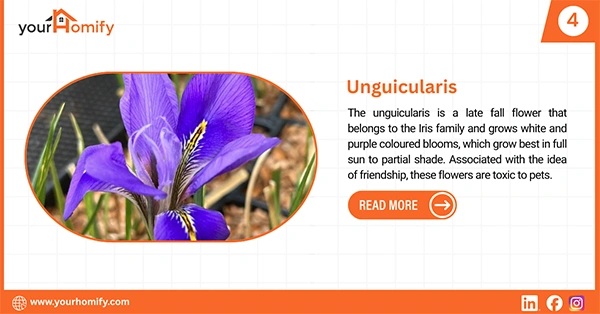 Unguicularis