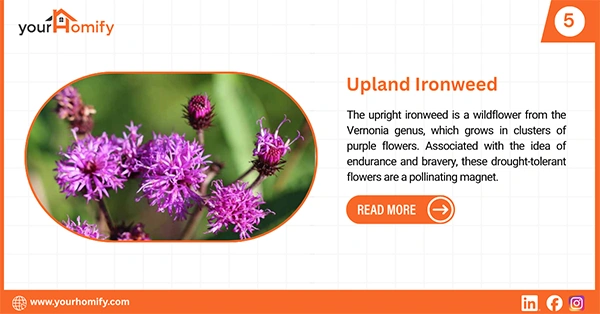 Upland Ironweed