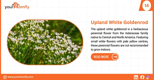 Upland white goldenrod