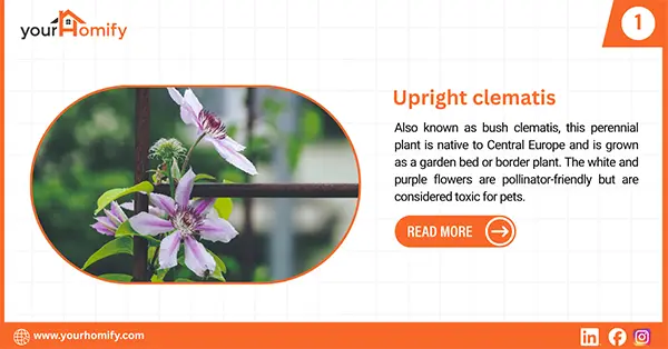 Upright clematis