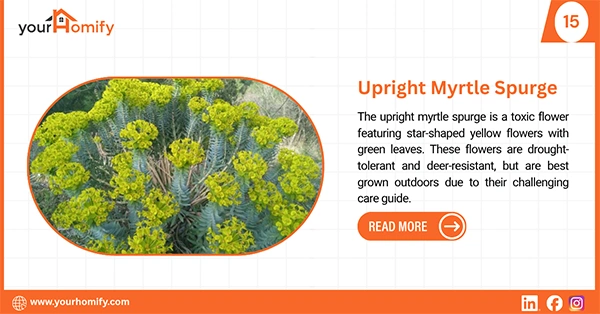 Upright myrtle spurge