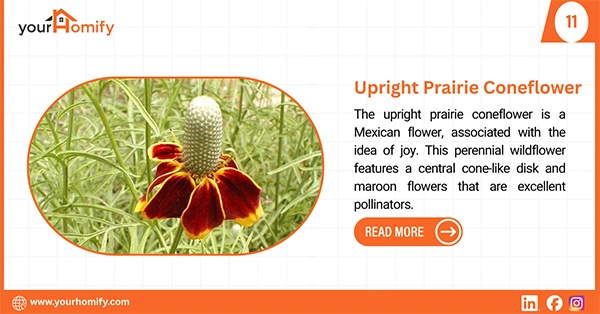 Upright prairie coneflower
