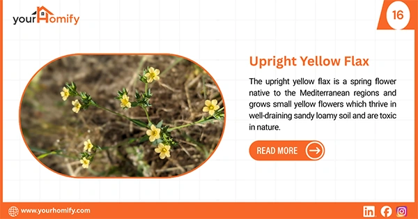 Upright yellow flax