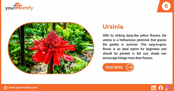 Ursinia