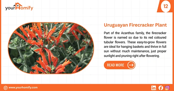 Uruguayan Firecracker plant