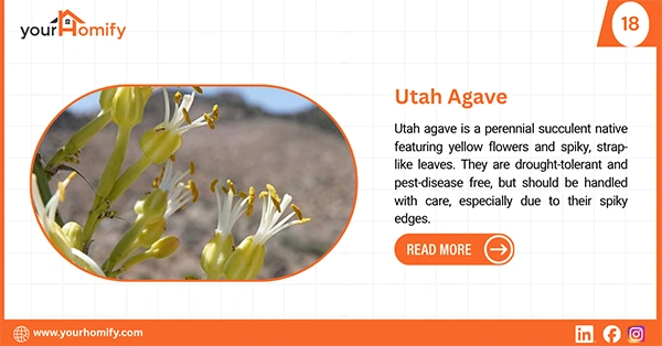 Utah Agave