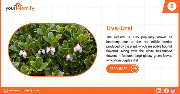 Uva-Ursi
