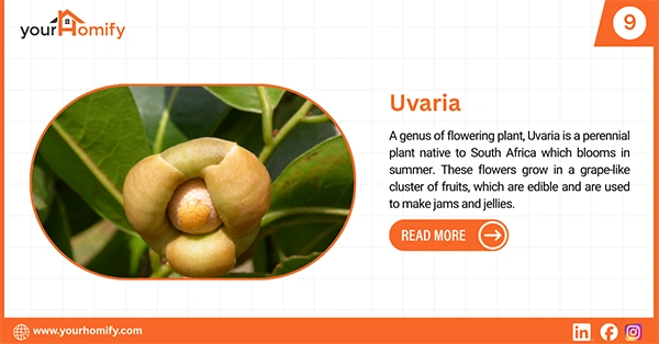 Uvaria