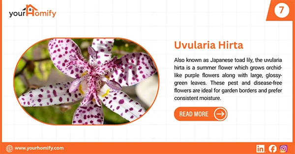 Uvularia hirta